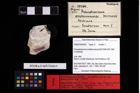 NHMW-GEO-2008z0169-0001_Ol_01.tifProtosphaeroma ernstbrunnense (Bachmayer, 1949)  (NHMW-GEO-2008z0169-0001)